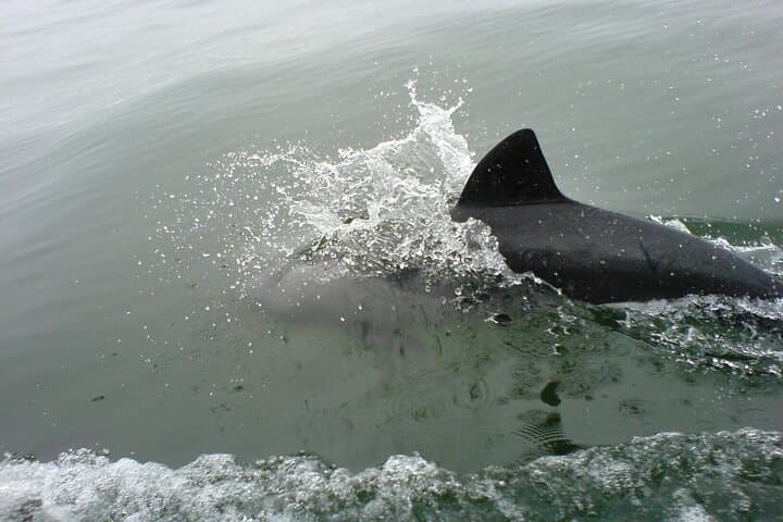 Walvis Bay Seal and Dolphin Catamaran Cruise with Oyster Tasting photo 4