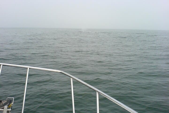 Walvis Bay Seal and Dolphin Catamaran Cruise with Oyster Tasting photo 5
