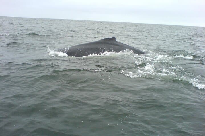 Walvis Bay Seal and Dolphin Catamaran Cruise with Oyster Tasting photo 6