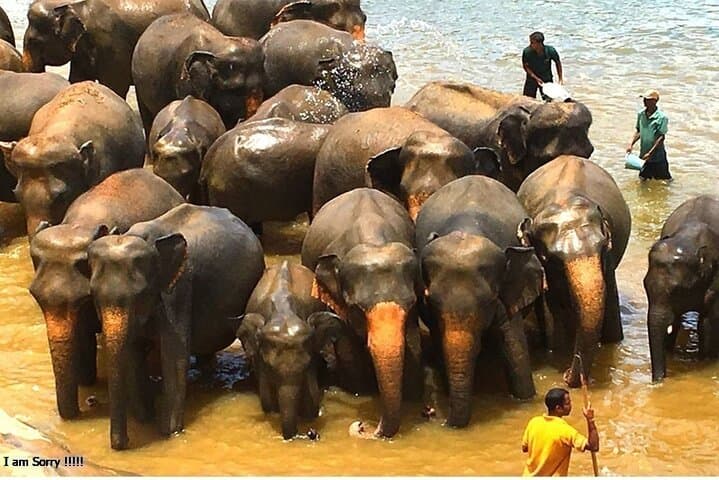 Overnight Kandy & Sigiriya Tour from Colombo — Pinnawala, Dambulla, and Sigiriya Rock photo 2