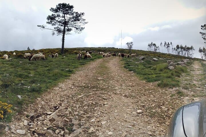 Between Rocks and Silences — Geological Walk in Portugal's Serra de Aire e Candeeiros photo 2