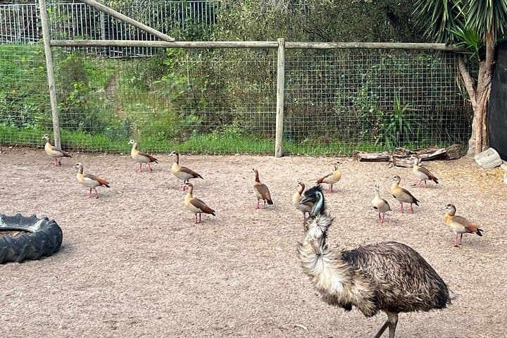 Cape Town Full-Day: Bo-Kaap, Seal Island, World of Birds & Constantia Wine Tasting photo 6