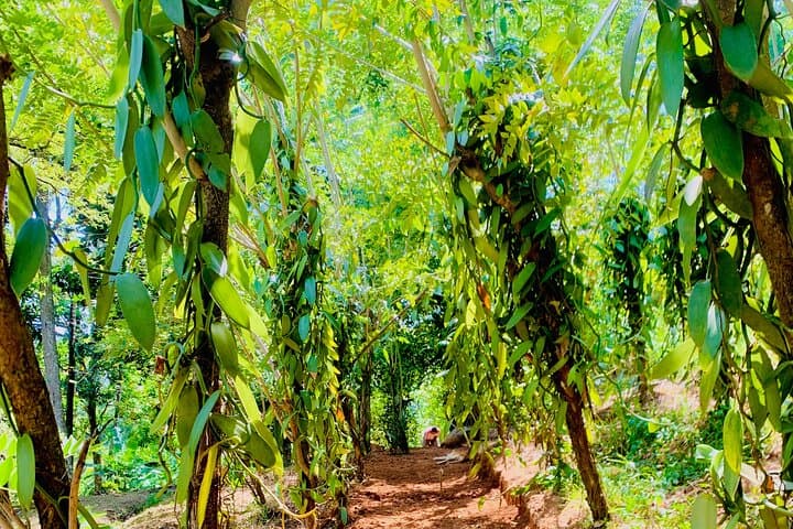 Warala Watta Ceylon Cinnamon & Spice Farm Tour — Hands-On Estate Experience photo 5