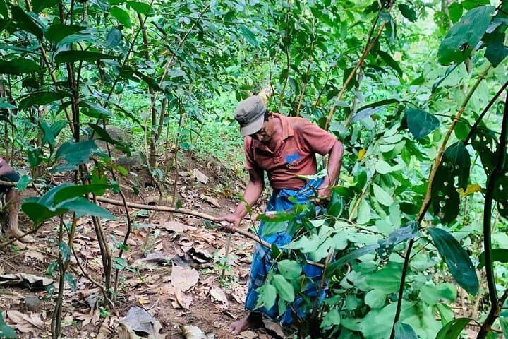 Warala Watta Ceylon Cinnamon & Spice Farm Tour — Hands-On Estate Experience photo 6