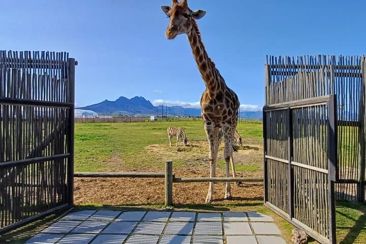Private Cheetah and Giraffe Encounter with Stellenbosch Wine Tasting photo 2