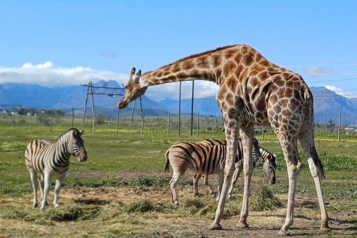 Private Cheetah and Giraffe Encounter with Stellenbosch Wine Tasting