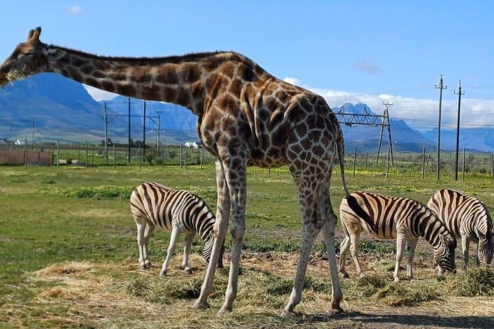 Private Cheetah and Giraffe Encounter with Stellenbosch Wine Tasting photo 5