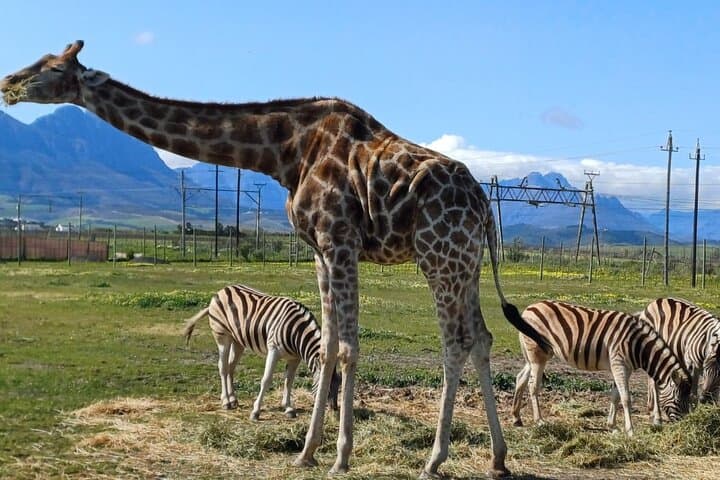 Private Cheetah and Giraffe Encounter with Stellenbosch Wine Tasting photo 6