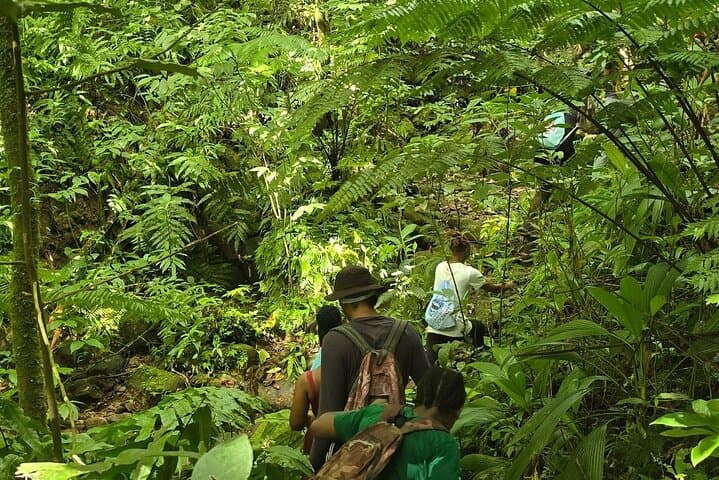 Lawyer Stephen’s Cave & Waterfalls Hike — Olivees Mountain Rainforest Trail photo 3