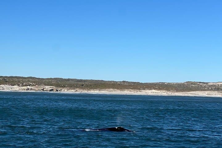 Hermanus Whale Watching and Stellenbosch Wine Day Trip from Cape Town photo 2
