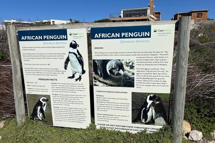 Hermanus Whale Watching and Stellenbosch Wine Day Trip from Cape Town photo 6