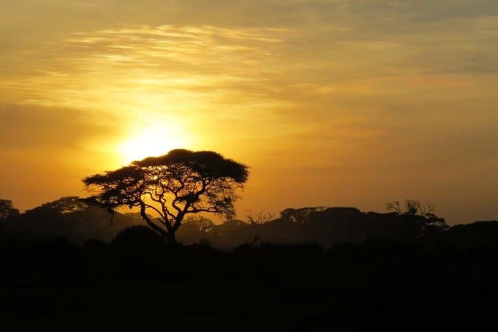 Cape Town to Aquila Sunset Safari: All-Inclusive Big Five Game Drive
