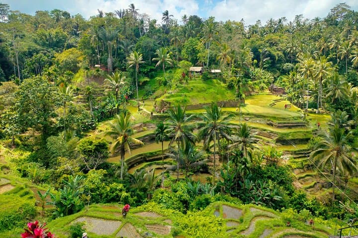 Private Bali Shore Excursion to Ubud: Waterfalls, Rice Terraces & Sacred Springs