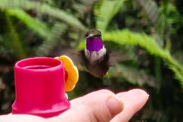 Quito Cloud Forest Hummingbirds and Old Town: Full-Day Private Tour