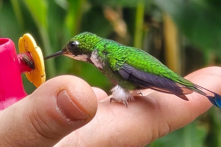 Quito Cloud Forest Hummingbirds and Old Town: Full-Day Private Tour photo 2
