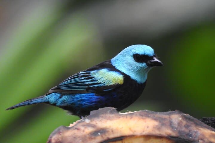 Quito Cloud Forest Hummingbirds and Old Town: Full-Day Private Tour photo 5