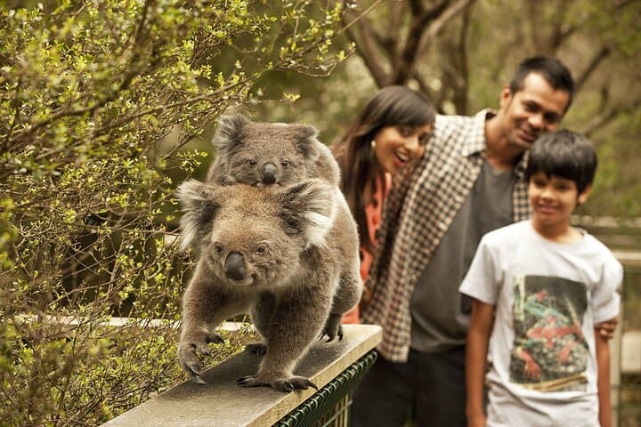 Phillip Island Penguin Parade, Koalas & Wallabies Day Tour from Melbourne