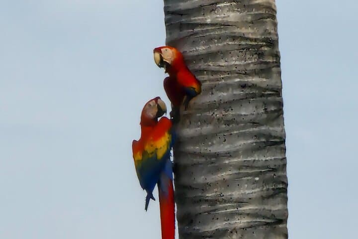 Manuel Antonio Chocolate & Coffee Tour with Lunch — Farm Tasting Near Quepos photo 4