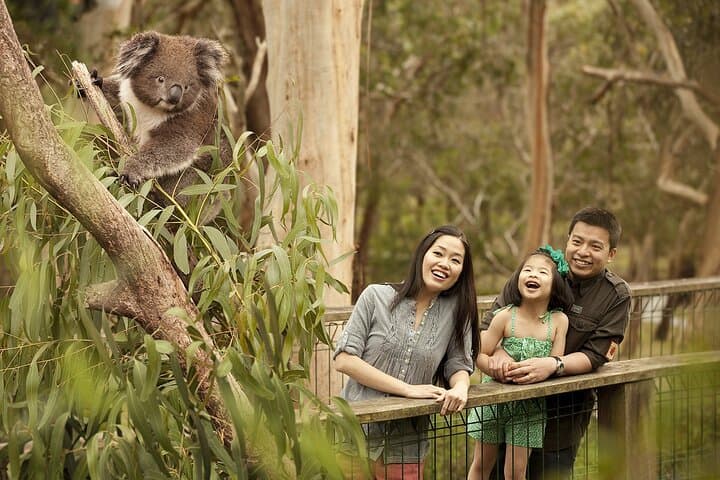 Phillip Island Penguin Parade, Koalas & Wallabies Day Tour from Melbourne photo 2