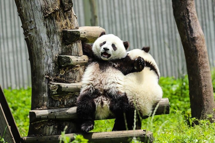 Chengdu Cultural Day Tour: Pandas, Traditional Teahouses & Sichuan Performance photo 3