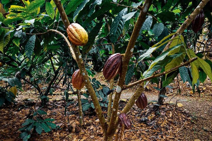Quepos Chocolate Plantation Tour with Lunch and Transport photo 6