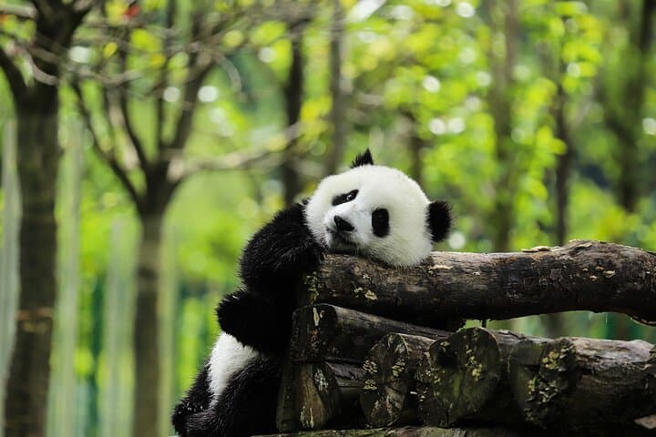 Dujiangyan, Qingcheng Mountain & Panda Park Private Day Tour from Chengdu photo 6
