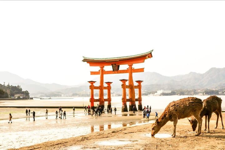 Hiroshima to Miyajima: Private Spanish Walking Tour from Peace Park to the Floating Torii photo 3