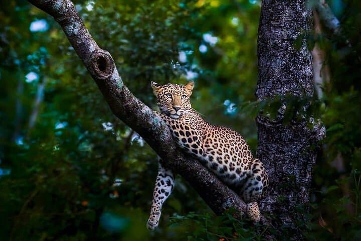 Full-Day Wilpattu Safari: Private Game Drive from Anuradhapura photo 6