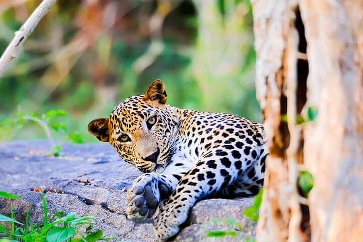 Full-Day Wilpattu Safari: Private Game Drive from Anuradhapura