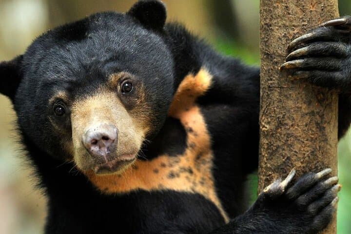 Sandakan to Kinabatangan River Wildlife Safari: 2-Day Sepilok & Bilit Lodge Adventure