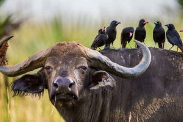 7-Day Uganda Wildlife Safari and Gorilla Trekking Adventure photo 4