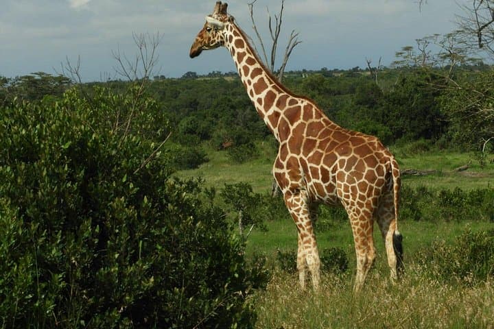 Ol Pejeta Game Drive & Sweetwaters Chimpanzee Sanctuary Day Trip from Nairobi photo 4