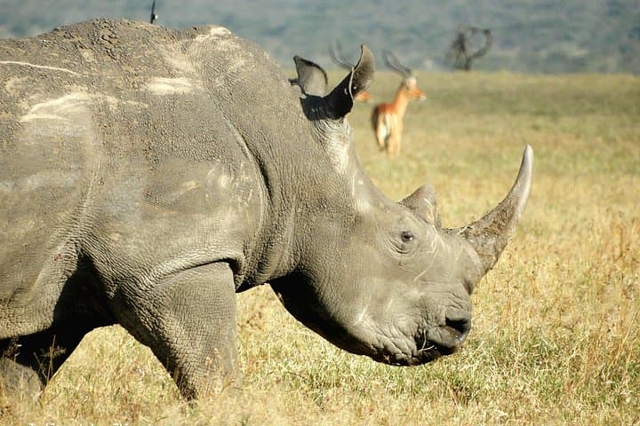 Ol Pejeta Game Drive & Sweetwaters Chimpanzee Sanctuary Day Trip from Nairobi photo 2