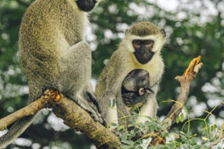 15-Day Uganda Wildlife Safari: Gorillas, Big Five & Cultural Encounters
