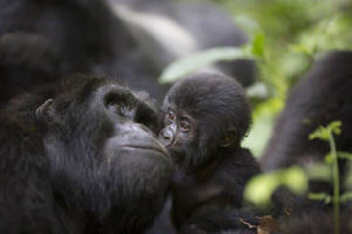 15-Day Uganda Wildlife Safari: Gorillas, Big Five & Cultural Encounters photo 2