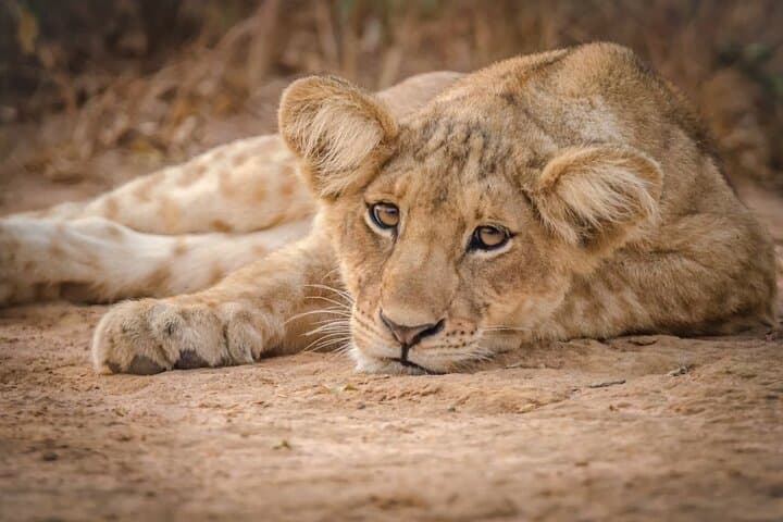 15-Day Uganda Wildlife Safari: Gorillas, Big Five & Cultural Encounters photo 6