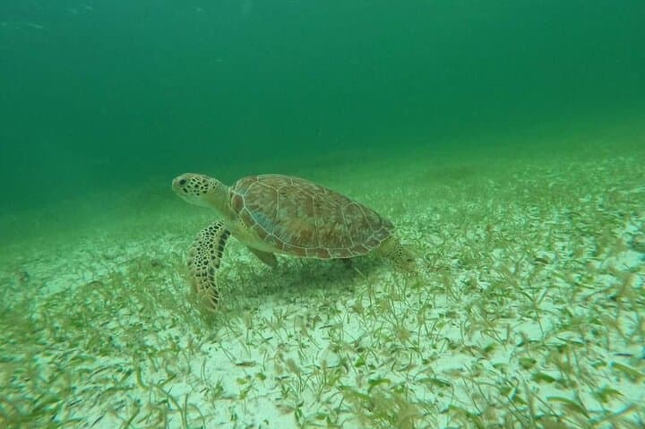 Sea Turtle Snorkeling in Akumal — Small-Group Guided Snorkel with Turtles & Reefs photo 4