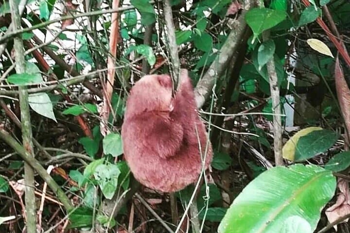 Rio Celeste Private Tour: Sloths, Butterflies & Coffee in Bijagua photo 2
