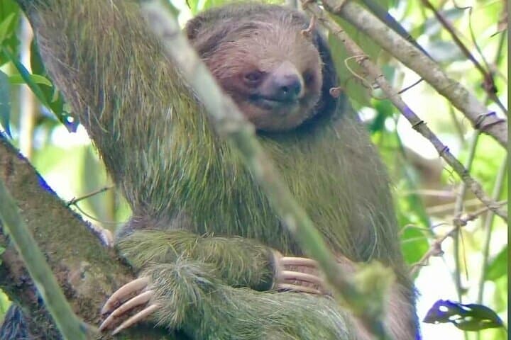 Rio Celeste Private Tour: Sloths, Butterflies & Coffee in Bijagua photo 4
