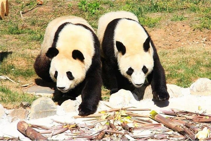 Xi'an Private Giant Panda Tour to Qinling Research Center — See Qizai and City Highlights photo 4