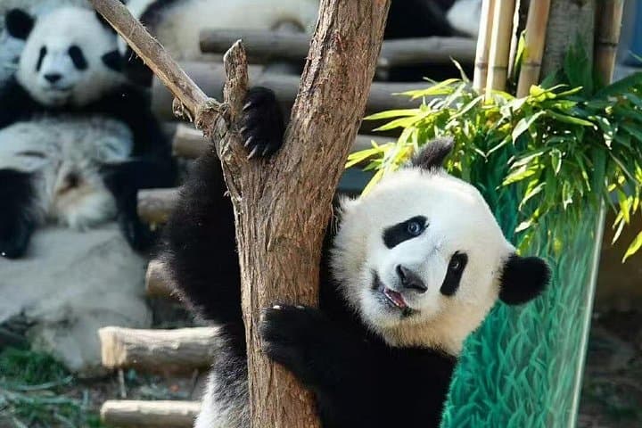 Xi'an Private Giant Panda Tour to Qinling Research Center — See Qizai and City Highlights photo 2