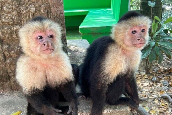 Roatan Wildlife & ATV Adventure: Eco-Park Jungle Trails and Rum Tasting photo 4