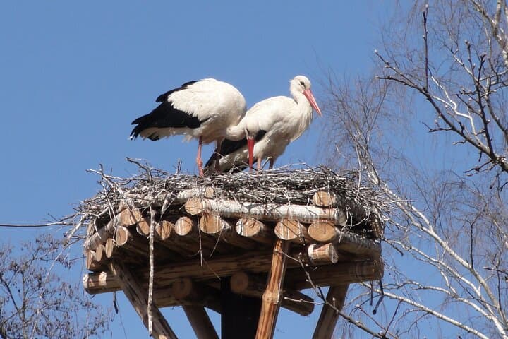 Explore Northeastern Poland: 8-Day Private Tour of Białowieża, Masuria & Cultural Podlasie photo 6