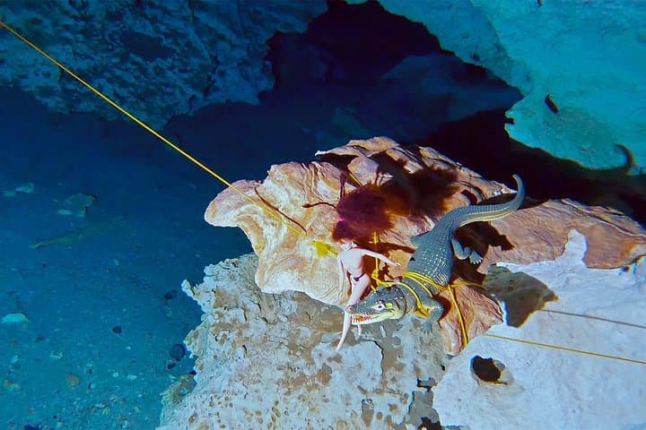 Cenote Scuba Diving at El Pit and Dos Ojos: Guided Dives from Playa del Carmen photo 5