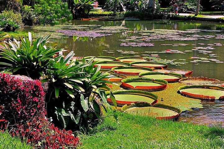 Rio Half-Day Guided Tour: Botanical Garden & Parque Lage under Corcovado photo 5