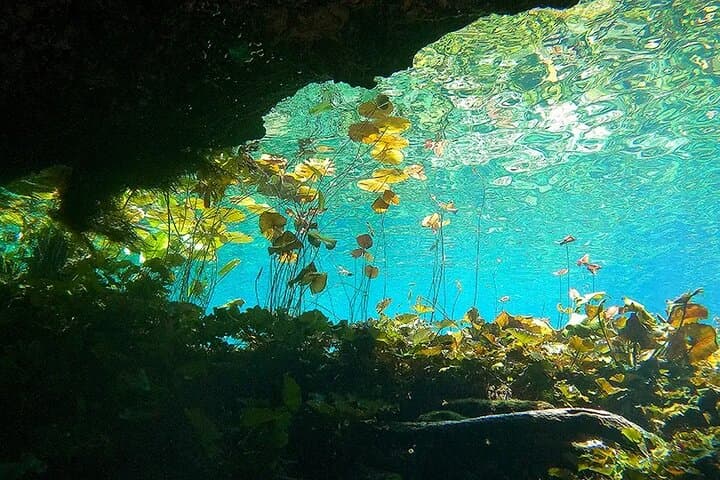 Cenotes El Pit & Nicte Ha Guided Scuba Diving — Dive the Dos Ojos Cave System photo 4