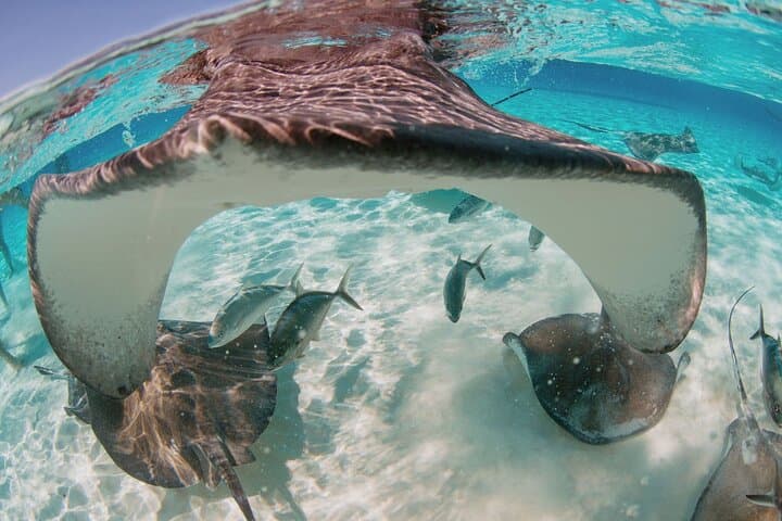 Private Boat Charter Snorkel Stingray City & Bioluminescent Bay — Grand Cayman photo 3