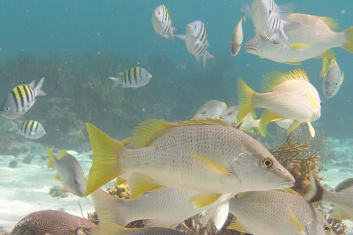 Swim with Stingrays: Stingray City, Coral Gardens & Starfish Point in Grand Cayman photo 2