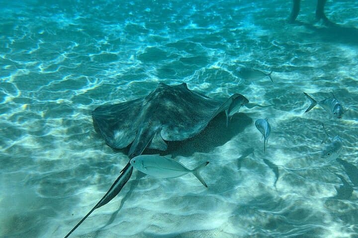 Swim with Stingrays: Stingray City, Coral Gardens & Starfish Point in Grand Cayman photo 4