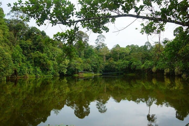 Sandakan Wildlife Day: Sepilok Orangutan, Proboscis Monkeys & Sun Bears